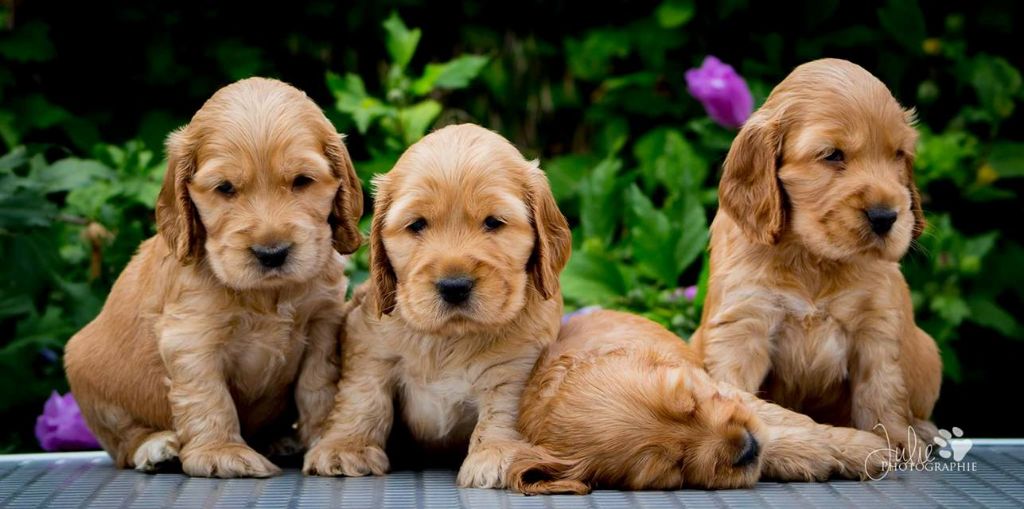 du temple d'azzna - Chiots disponibles - Cocker Spaniel Anglais