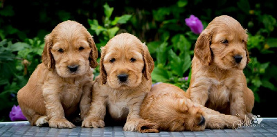 CHIOT 2